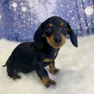 daphne-300x300 Daphne (Female) Dachshund, Mini $2199.99 (Found Loving Home)