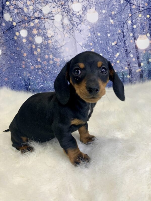 daphne-600x800 Daphne (Female) Dachshund, Mini $2199.99 (Found Loving Home)