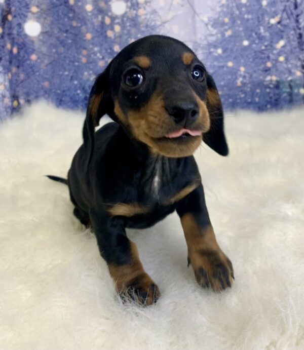 daphne1-600x691 Daphne (Female) Dachshund, Mini $2199.99 (Found Loving Home)
