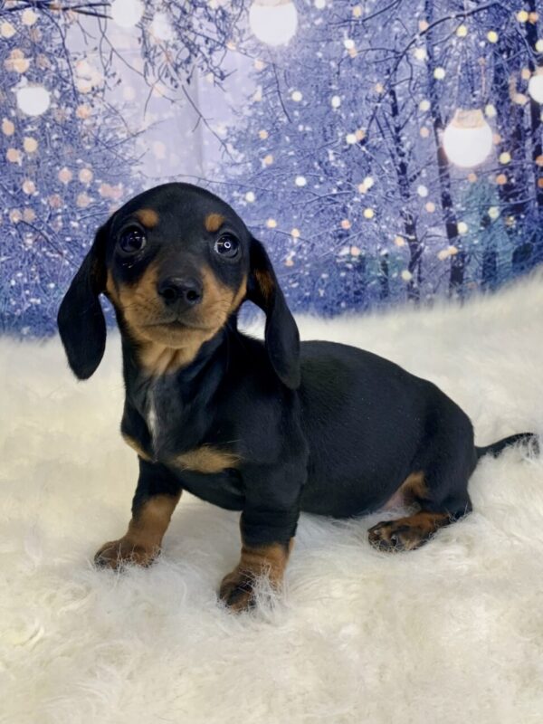 daphne2-600x800 Daphne (Female) Dachshund, Mini $2199.99 (Found Loving Home)