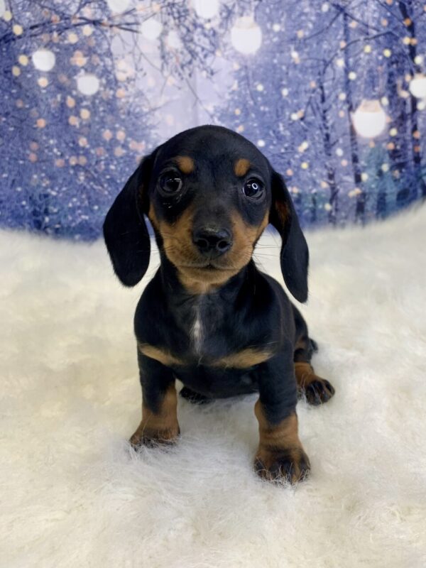daphne3-600x800 Daphne (Female) Dachshund, Mini $2199.99 (Found Loving Home)