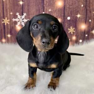 debbie-300x300 Debbie (Female) Dachshund, Mini $1999.99 (Found Loving Home)