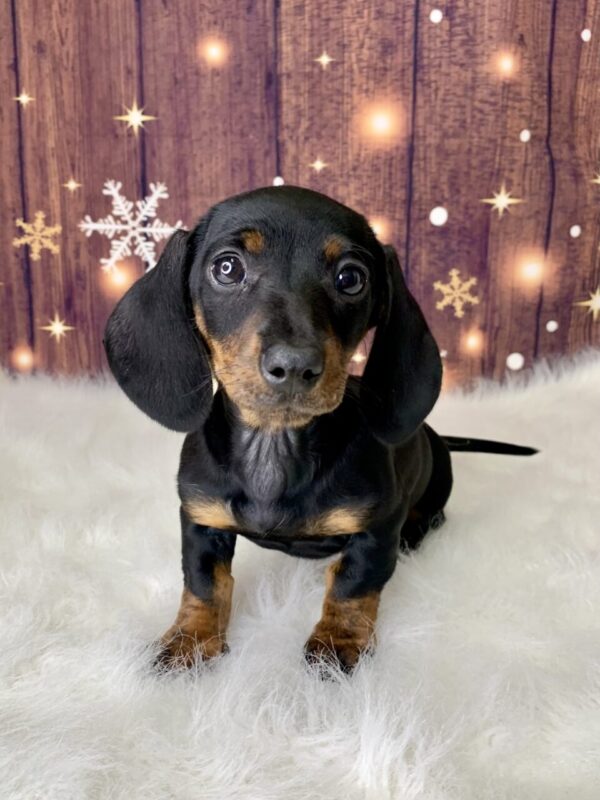 debbie-600x800 Debbie (Female) Dachshund, Mini $1999.99 (Found Loving Home)