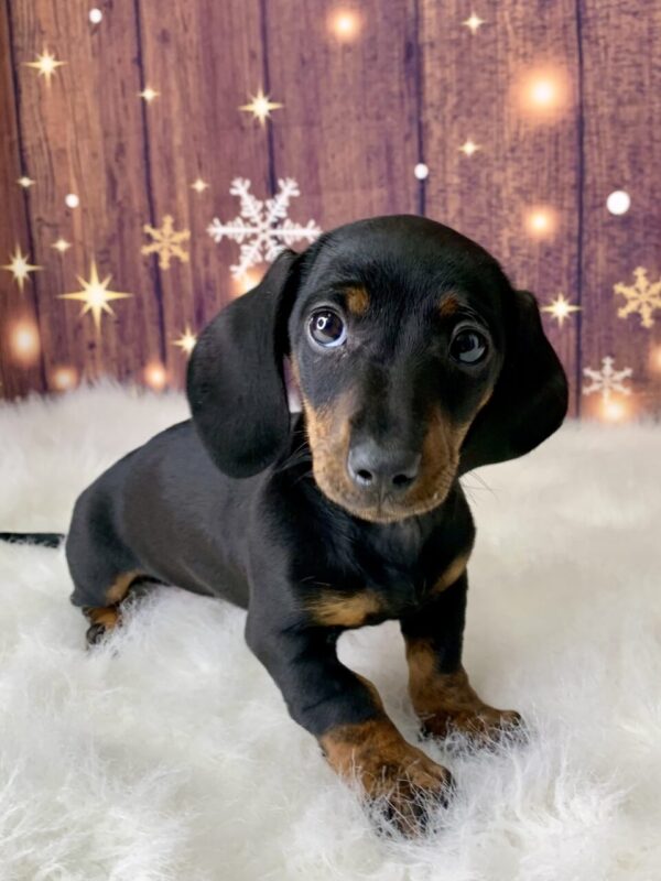 debbie1-600x800 Debbie (Female) Dachshund, Mini $1999.99 (Found Loving Home)