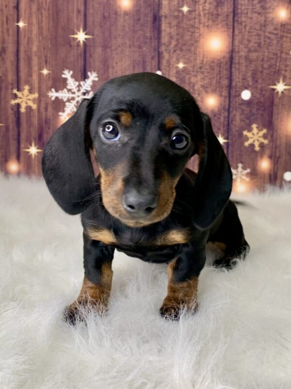 debbie2-600x800 Debbie (Female) Dachshund, Mini $1999.99 (Found Loving Home)