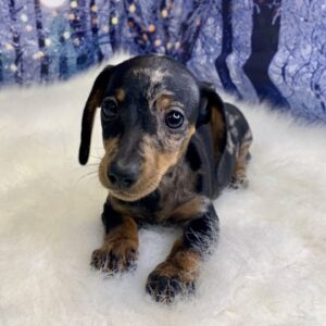 demi-300x300 Demi (Female) Dachshund, Mini $2199.99 (Found Loving Home)