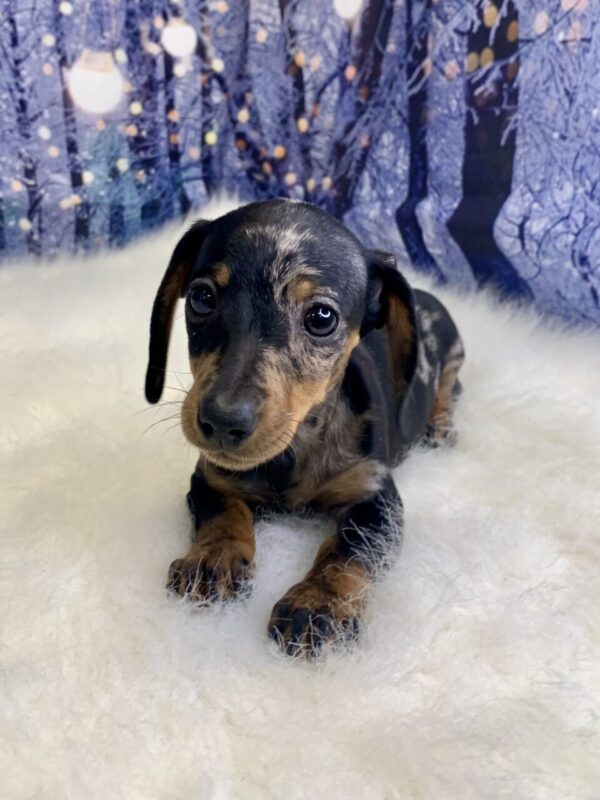 demi-600x800 Demi (Female) Dachshund, Mini $2199.99 (Found Loving Home)