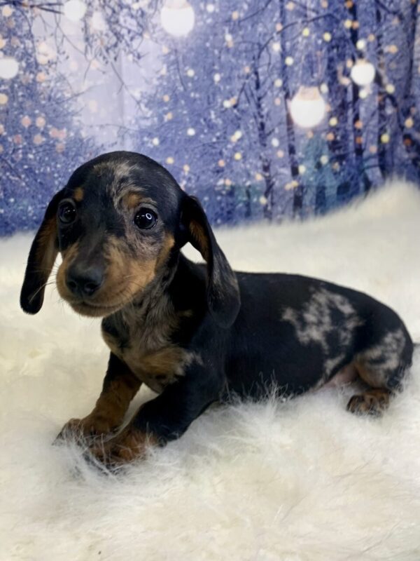 demi1-600x800 Demi (Female) Dachshund, Mini $2199.99 (Found Loving Home)