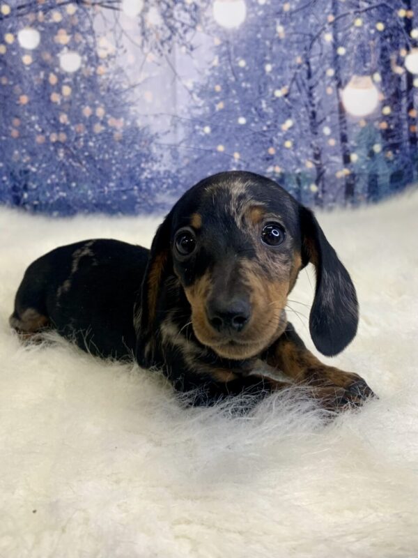 demi2-600x800 Demi (Female) Dachshund, Mini $2199.99 (Found Loving Home)