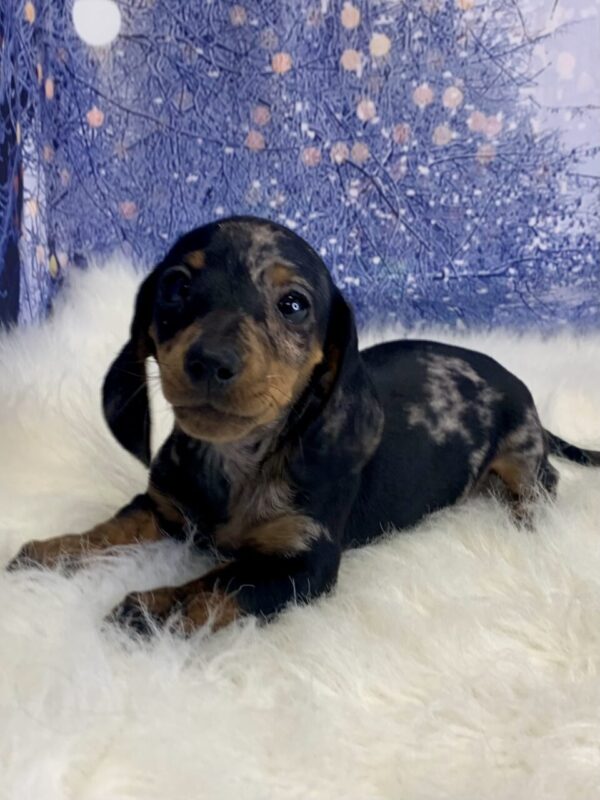 demi3-600x800 Demi (Female) Dachshund, Mini $2199.99 (Found Loving Home)