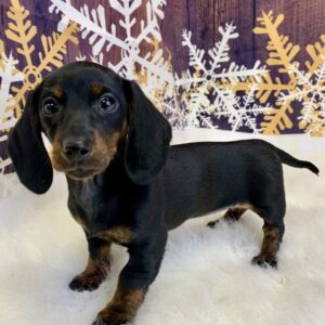 dina-300x300 Dina (Female) Dachshund, Mini $1999.99 (Found Loving Home)