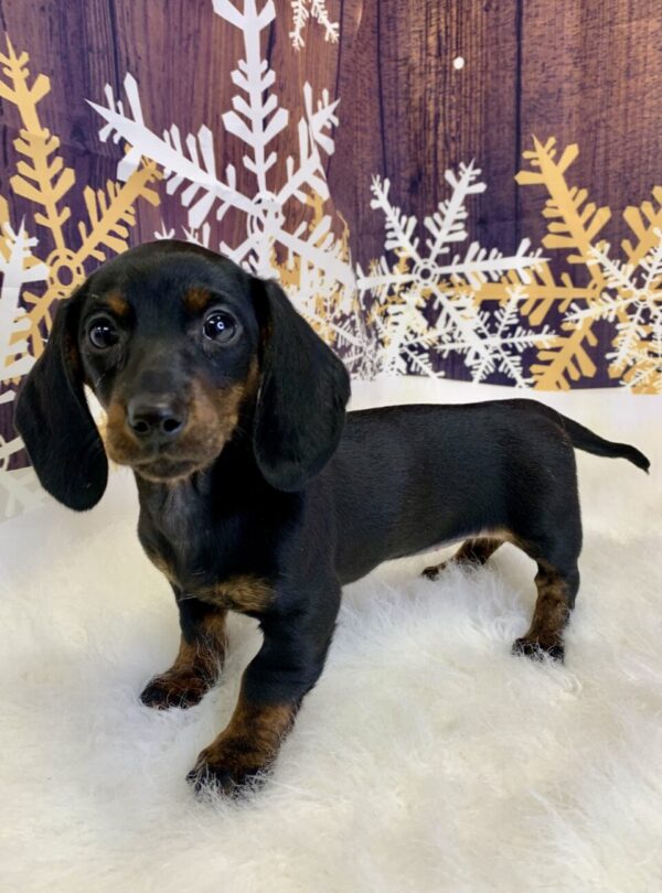 dina-600x810 Dina (Female) Dachshund, Mini $1999.99 (Found Loving Home)