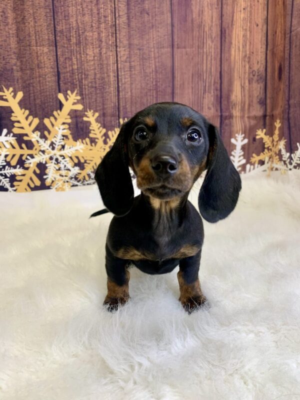 dina1-600x800 Dina (Female) Dachshund, Mini $1999.99 (Found Loving Home)