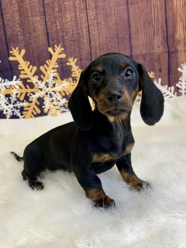 dina2-600x800 Dina (Female) Dachshund, Mini $1999.99 (Found Loving Home)