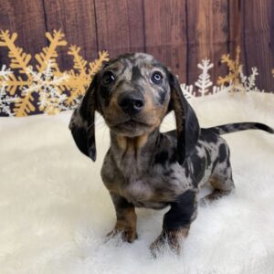 dominic-300x300 Dominic (Male) Dachshund, Mini $2199.99 (Found Loving Home)