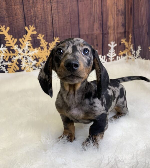 dominic-600x671 Dominic (Male) Dachshund, Mini $2199.99 (Found Loving Home)