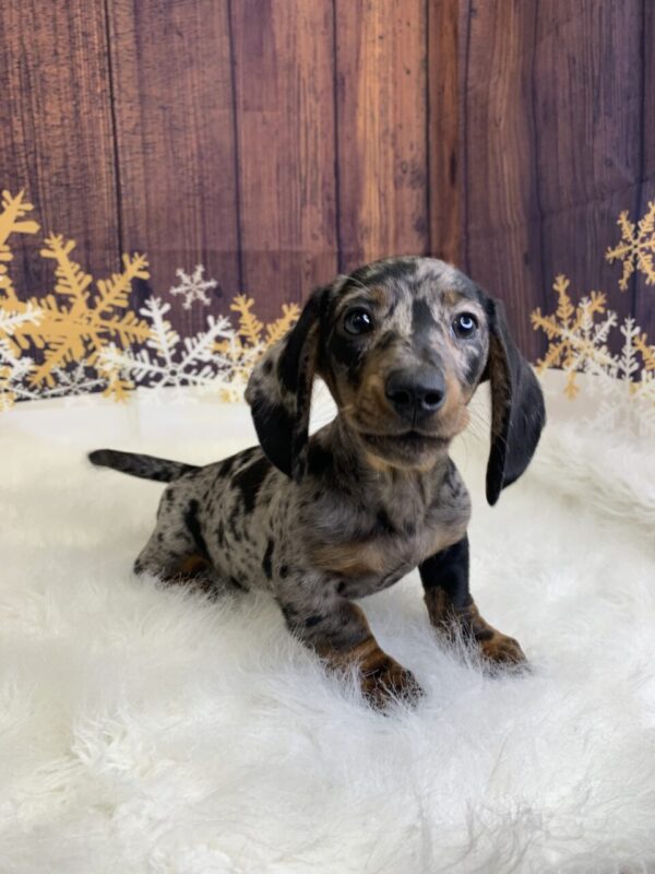 dominic2-600x800 Dominic (Male) Dachshund, Mini $2199.99 (Found Loving Home)