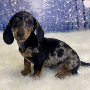 drago-300x300 Drago (Male) Dachshund, Mini $2199.99 (Found Loving Home)