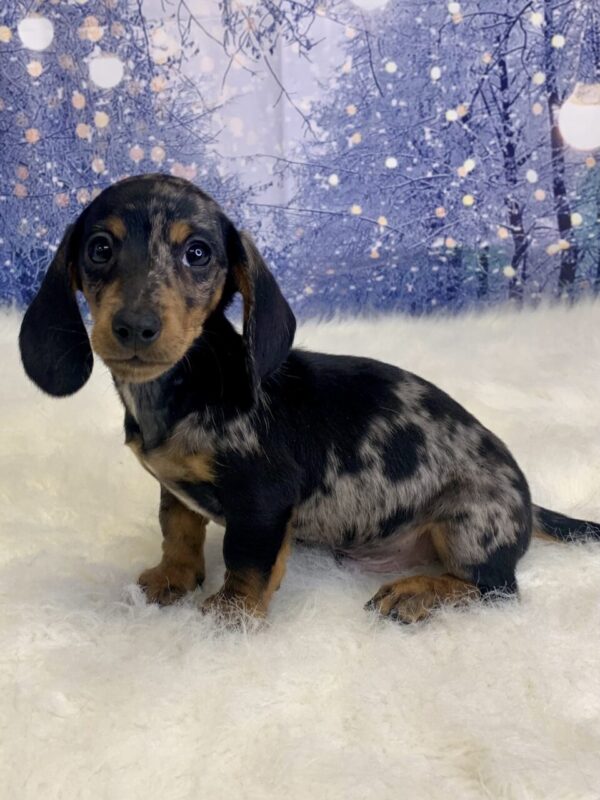 drago-600x800 Drago (Male) Dachshund, Mini $2199.99 (Found Loving Home)