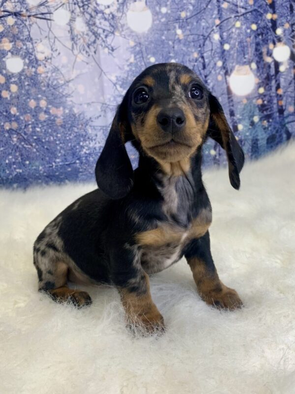drago1-600x800 Drago (Male) Dachshund, Mini $2199.99 (Found Loving Home)