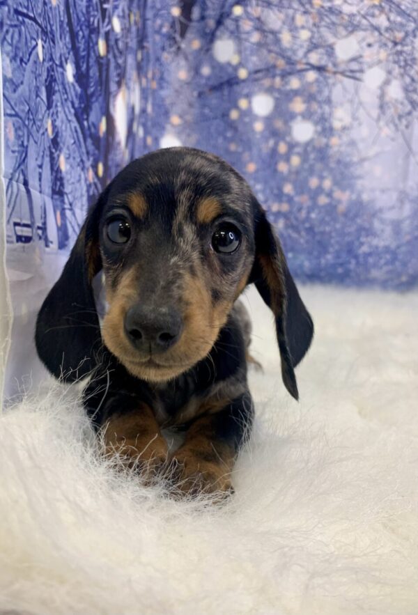 drago2-600x883 Drago (Male) Dachshund, Mini $2199.99 (Found Loving Home)