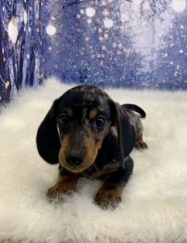 drago3-600x779 Drago (Male) Dachshund, Mini $2199.99 (Found Loving Home)