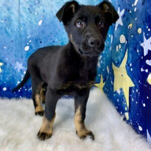 gage-300x300 Gage (Male) German Shepherd $1899.99 (Found Loving Home)