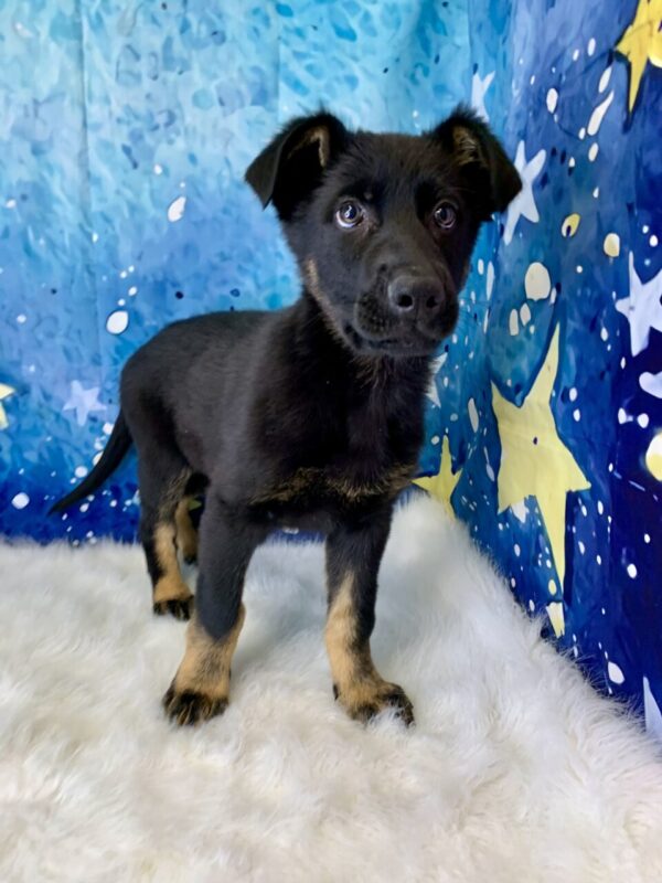 gage-600x800 Gage (Male) German Shepherd $1899.99 (Found Loving Home)