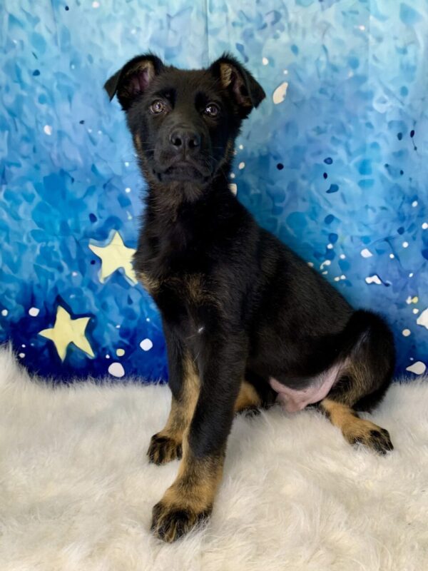 gage2-600x800 Gage (Male) German Shepherd $1899.99 (Found Loving Home)