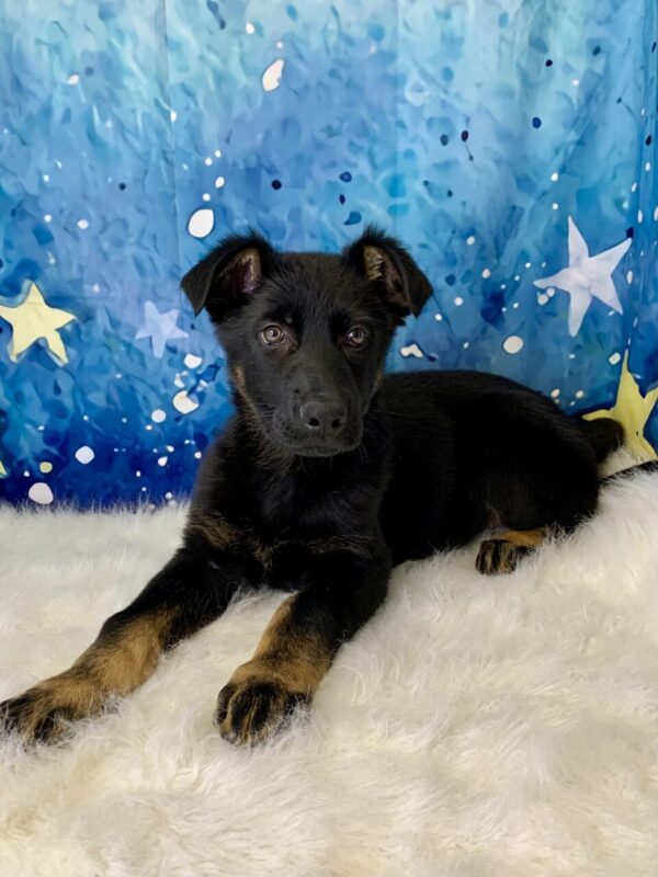 gage3-600x800 Gage (Male) German Shepherd $1899.99 (Found Loving Home)