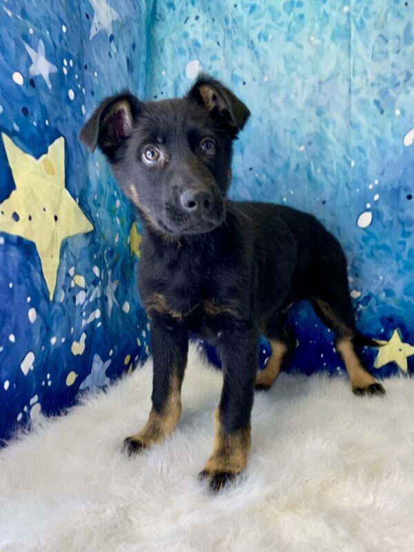 gage4-600x800 Gage (Male) German Shepherd $1899.99 (Found Loving Home)
