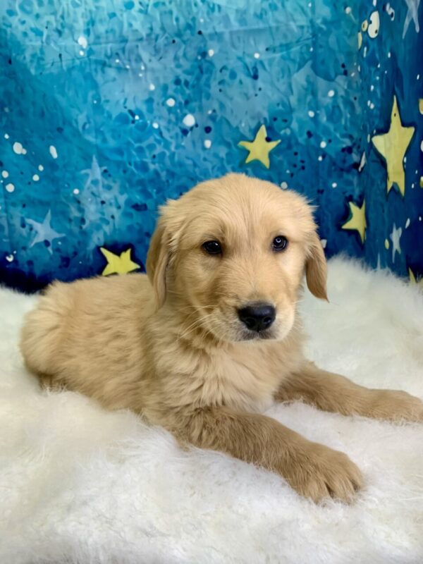 gerald-600x800 Gerald (Male) Golden Retriever $1899.99 (Found Loving Home)