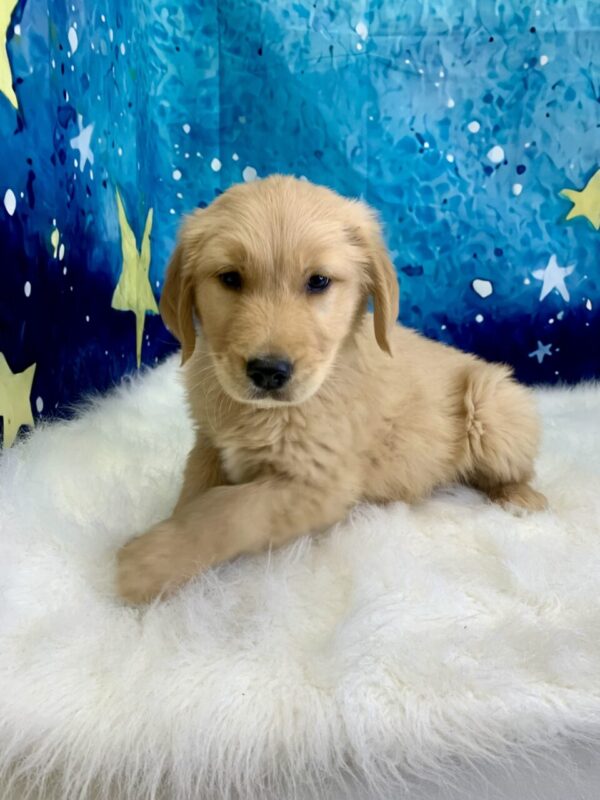 gerald1-600x800 Gerald (Male) Golden Retriever $1899.99 (Found Loving Home)