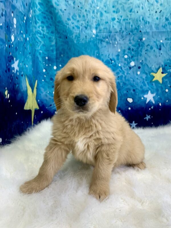 gerald2-600x800 Gerald (Male) Golden Retriever $1899.99 (Found Loving Home)