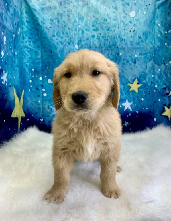 gerald3-600x774 Gerald (Male) Golden Retriever $1899.99 (Found Loving Home)