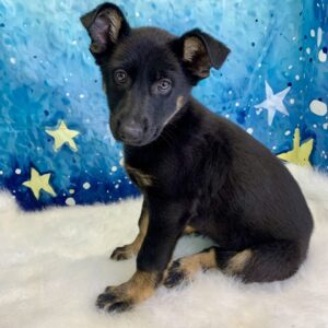 ginger-300x300 Ginger (Female) German Shepherd $1899.99 (Found Loving Home)