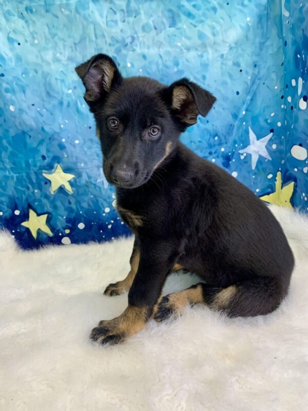 ginger-600x800 Ginger (Female) German Shepherd $1899.99 (Found Loving Home)