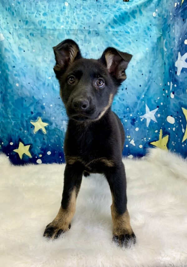 ginger2-600x854 Ginger (Female) German Shepherd $1899.99 (Found Loving Home)