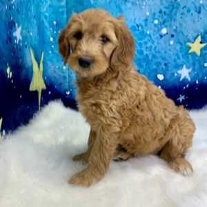 gloria-300x300 Gloria (Female) Standard Goldendoodle $1499.99 (Found Loving Home)
