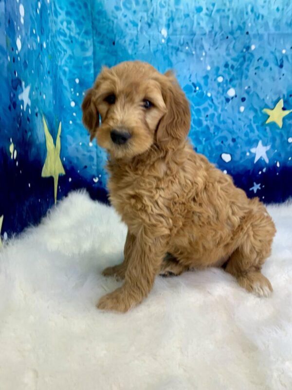 gloria-600x800 Gloria (Female) Standard Goldendoodle $1499.99 (Found Loving Home)
