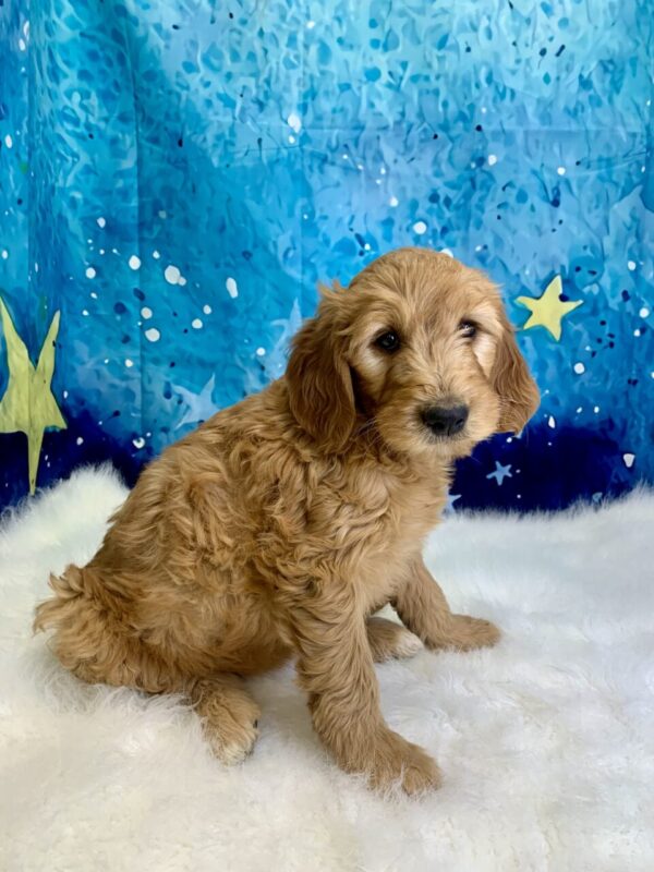 gloria1-600x800 Gloria (Female) Standard Goldendoodle $1499.99 (Found Loving Home)
