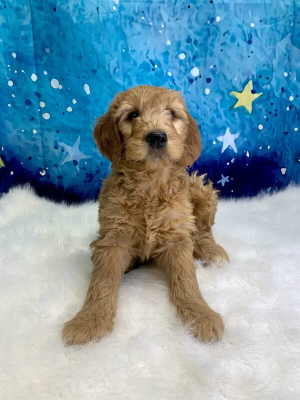 gloria2-600x800 Gloria (Female) Standard Goldendoodle $1499.99 (Found Loving Home)