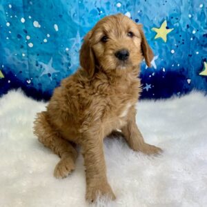 gordy-300x300 Gordy (Male) Standard Goldendoodle $1499.99 ) (Found Loving Home)
