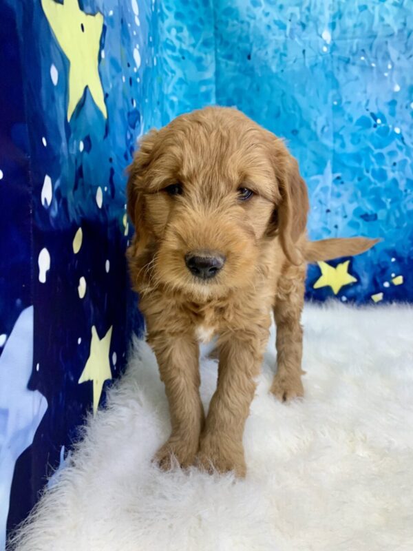 gordy1-600x800 Gordy (Male) Standard Goldendoodle $1499.99 ) (Found Loving Home)