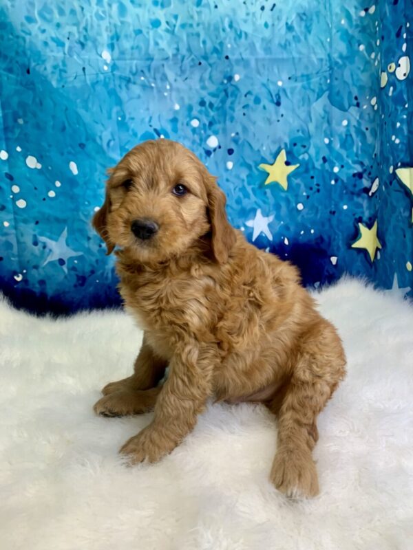 gordy2-600x800 Gordy (Male) Standard Goldendoodle $1499.99 ) (Found Loving Home)