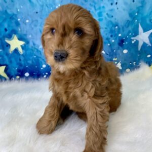 grace-300x300 Grace (Female) Standard Goldendoodle $1499.99 (Found Loving Home)