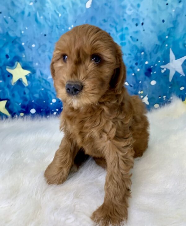 grace-600x728 Grace (Female) Standard Goldendoodle $1499.99 (Found Loving Home)
