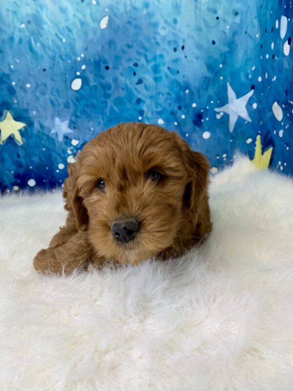 grace1-600x800 Grace (Female) Standard Goldendoodle $1499.99 (Found Loving Home)