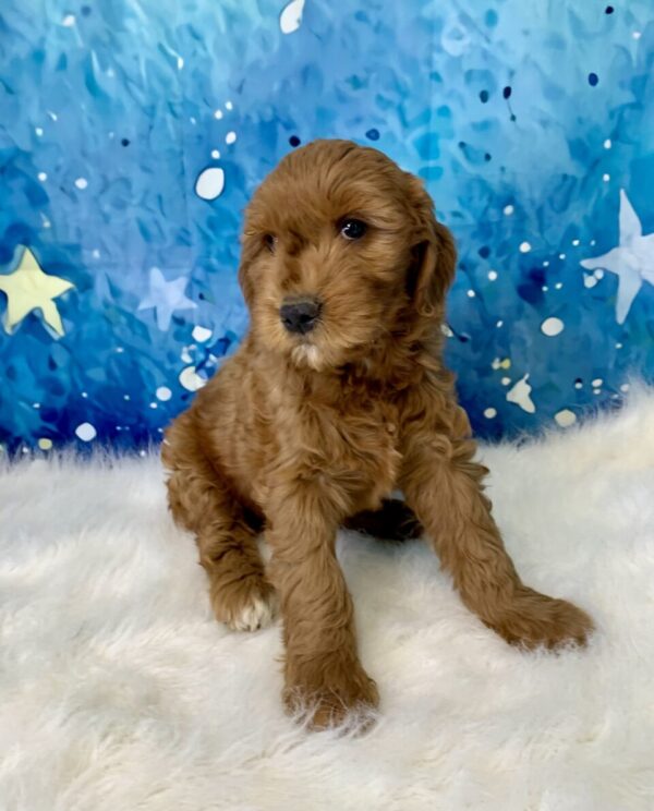 grace2-600x744 Grace (Female) Standard Goldendoodle $1499.99 (Found Loving Home)