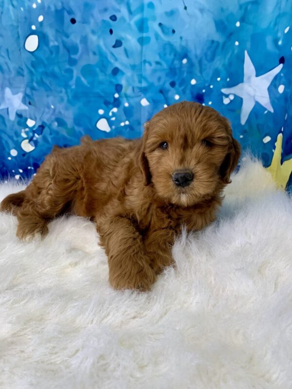grace3-600x800 Grace (Female) Standard Goldendoodle $1499.99 (Found Loving Home)